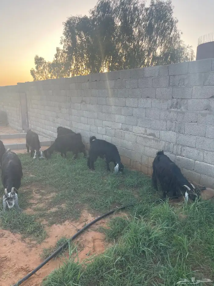 معزاء عوارض عدد 9 بدون التيس 1