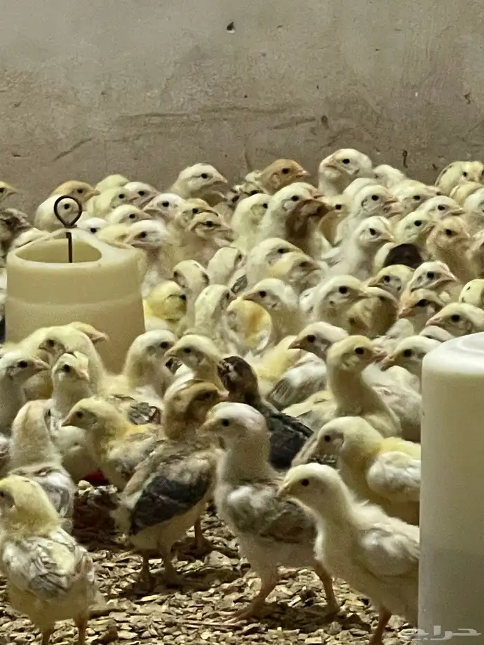 صوص دجاج بلدي 0