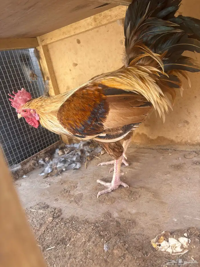 للبيع ديكه عربية 0