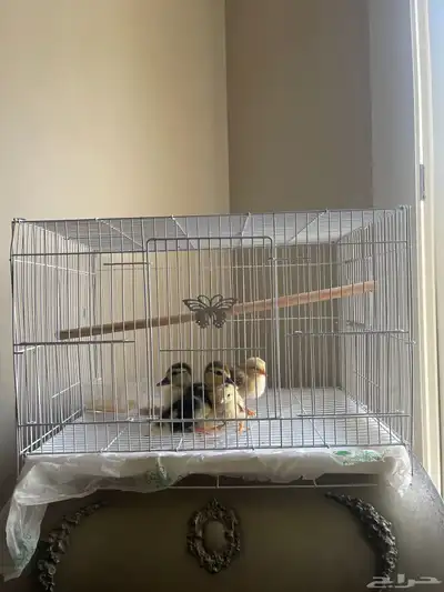 كتكوت وبطتين وقفص وطعامهم index