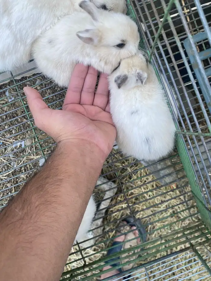 ارانب قزميه 4