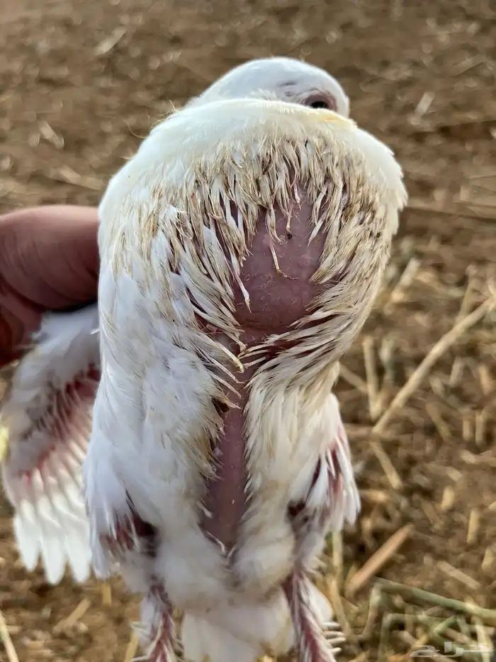 زغاليل حمام فرنسي سوبر جابو شحم ولحم 6