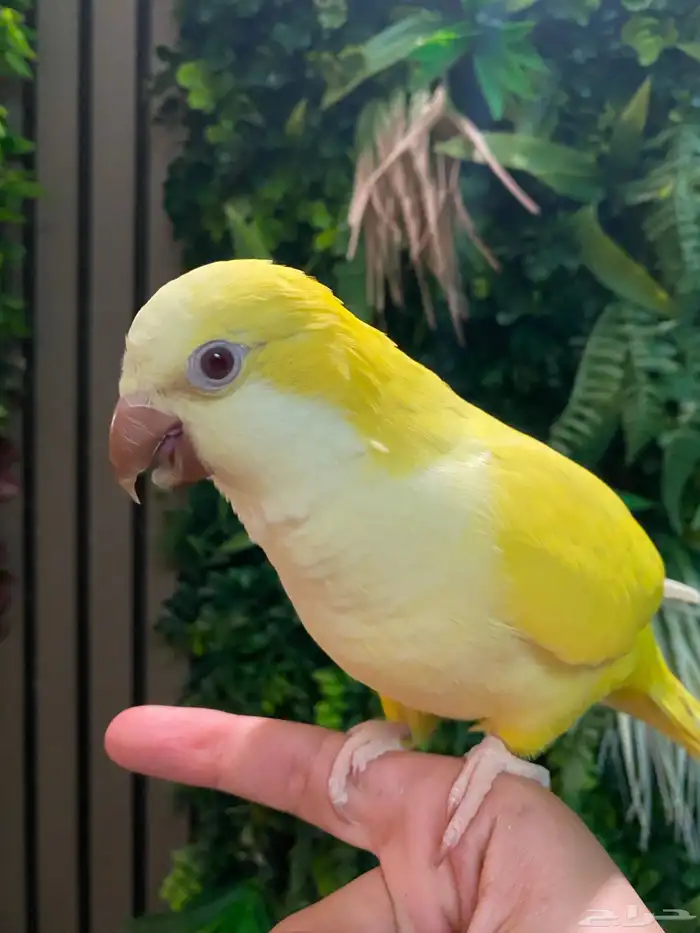 ببغاء كويكر لاتينو 2