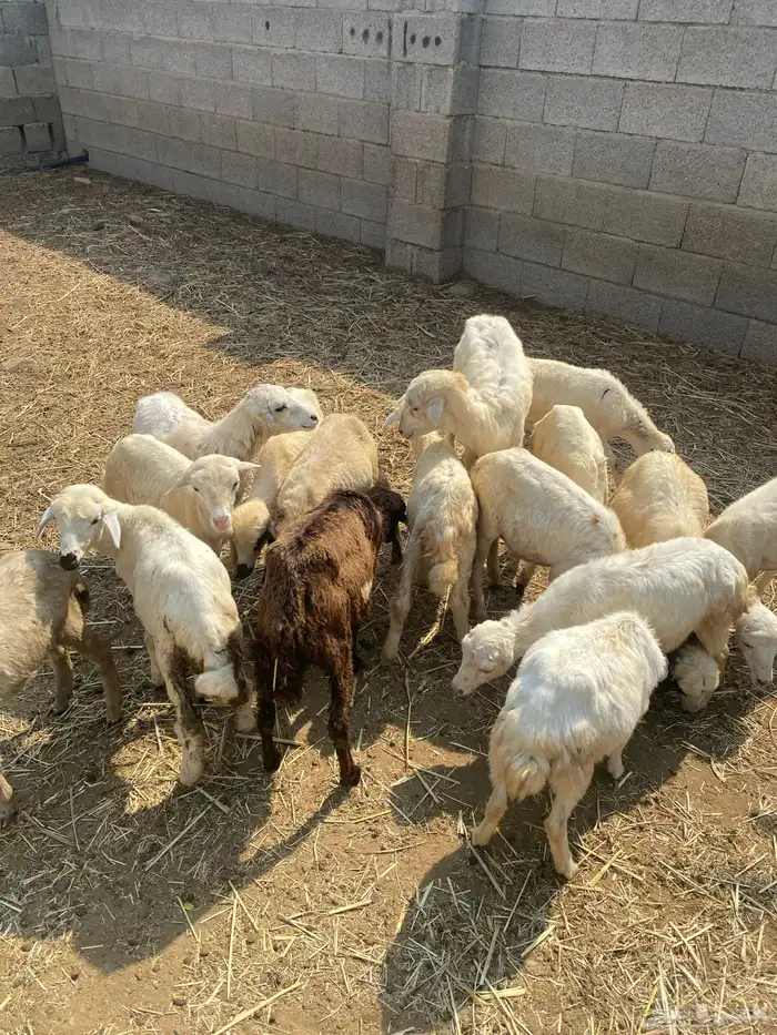 للبيع رخيل تربيه طيبه 0