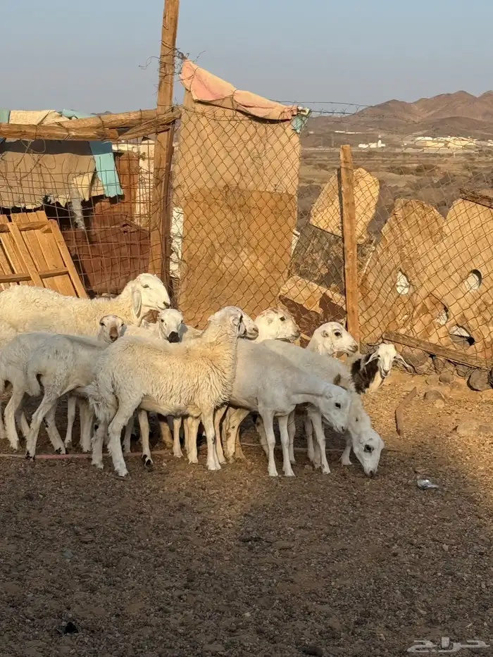رخال رفيد 2