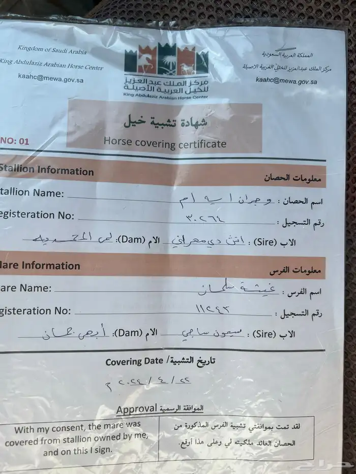 حصان مهر العمر 7 شهر معرف باوراقه واهو 4