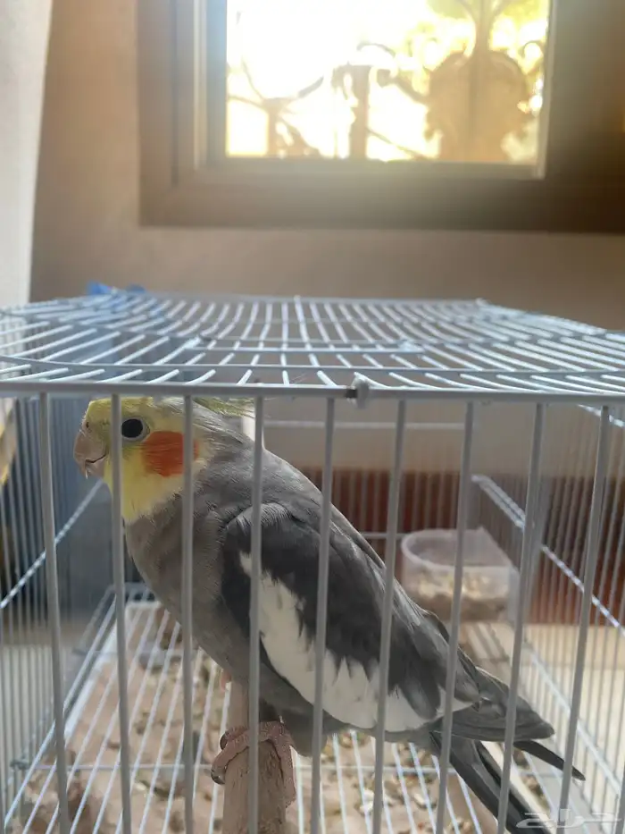 عصفور كروان للبيع 0