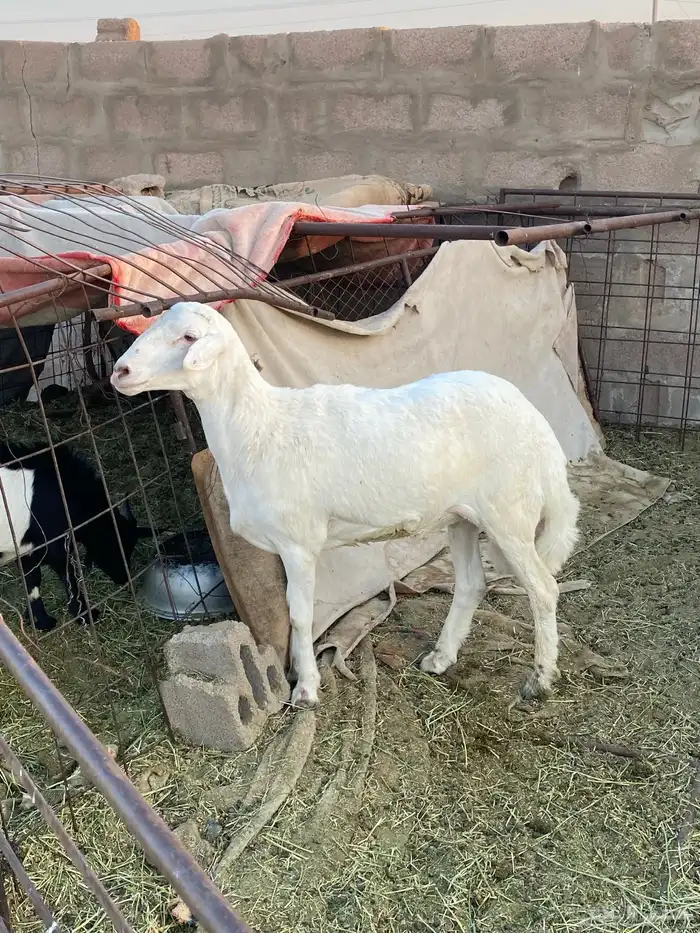خروف 0