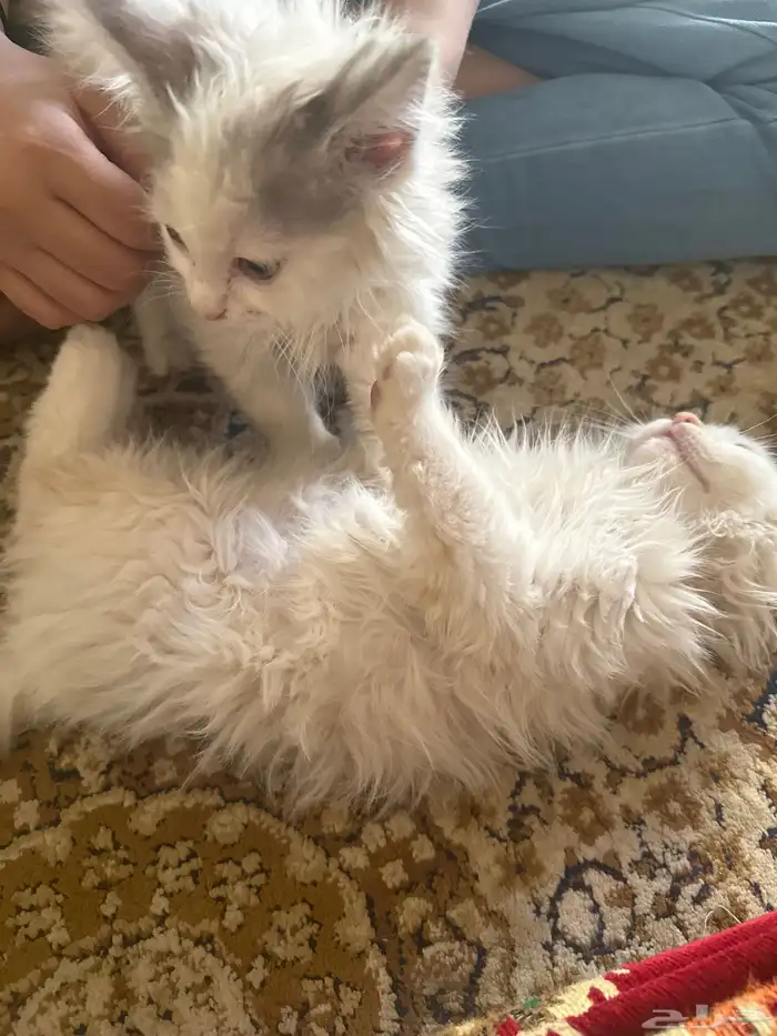 قطط للتبني 0