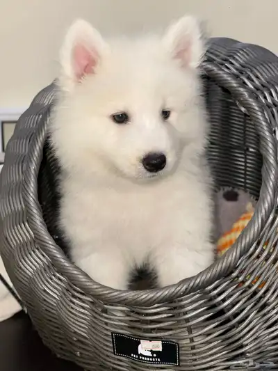 فندقة كلاب index