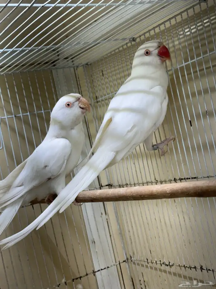 زوج درة البينو جاهز للانتاج طيور قديمة 0