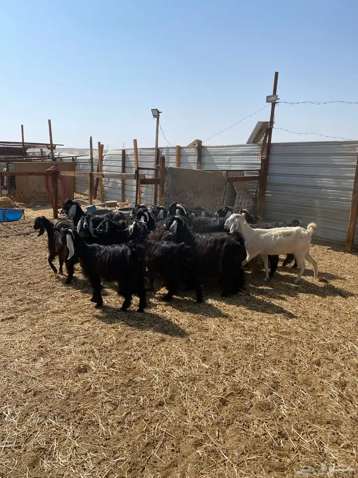 معزا عوارض دفع ومضاريع 3