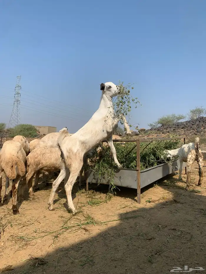 عناق لا البيع 6