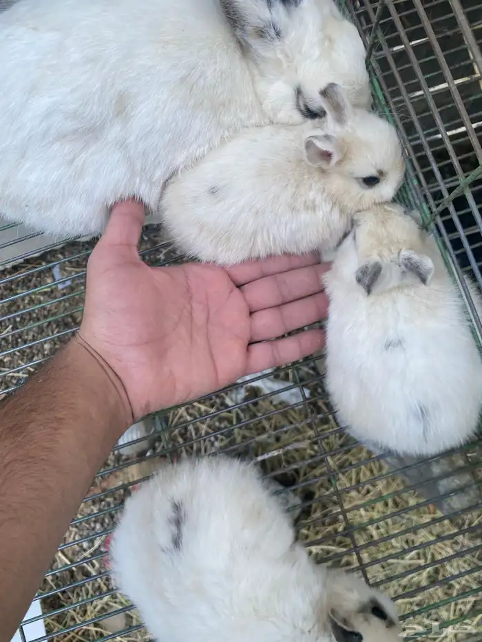 ارانب قزميه 5