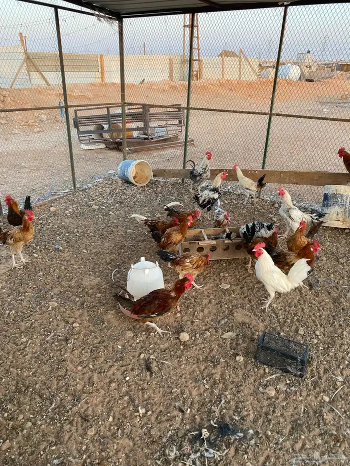 ديوك بلدي 16