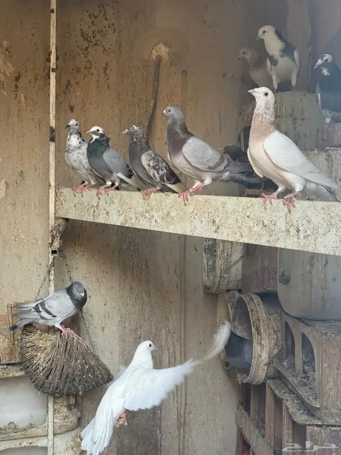 للبيع علي السوم طيور حمام عشه كامله بفروخها منتجه شرط 1