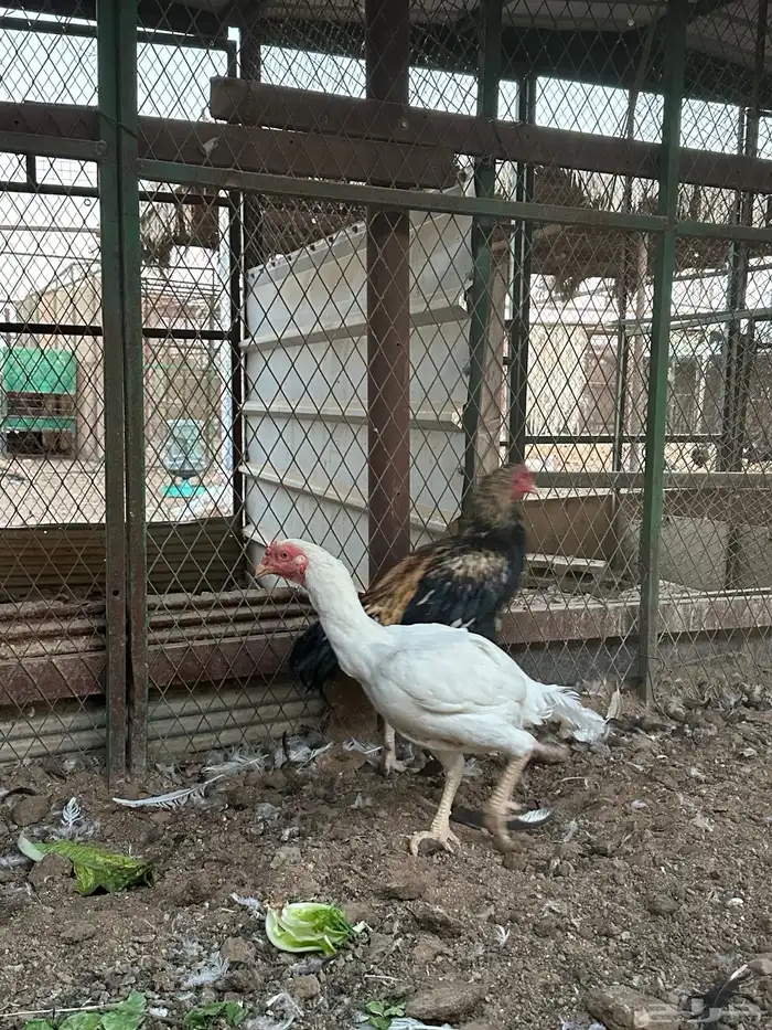 اطقم دجاج شامو - مستوى تب 13