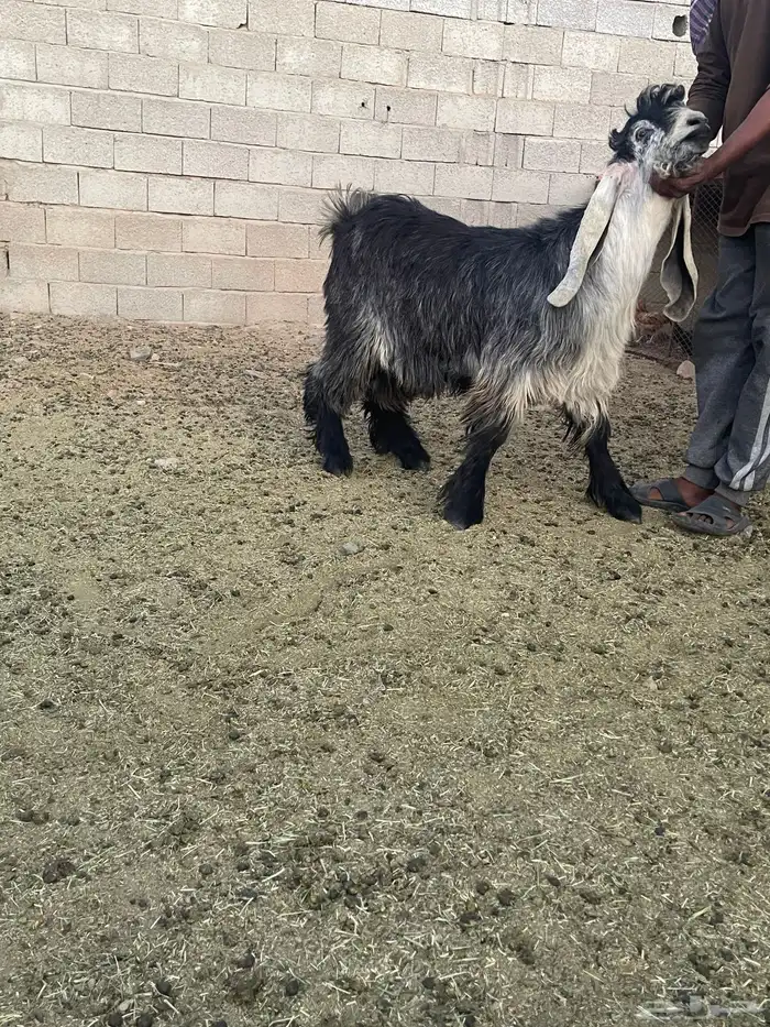 للبيع تيس فحل صنف فاخر 1