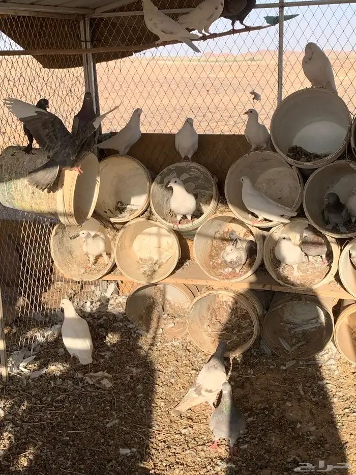 حمام فرنسي وسلفر منتج شرط 1