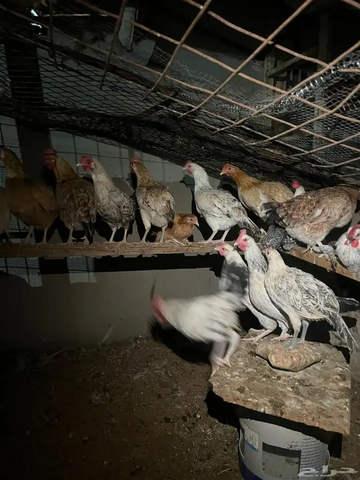 دجاج للبيع 4