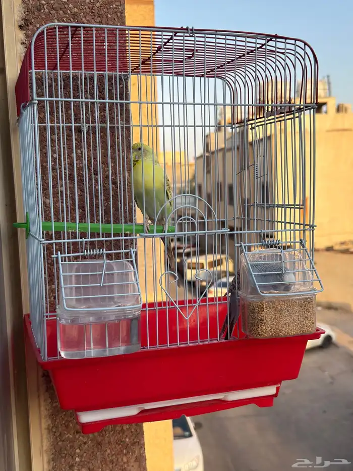 عصافير ذكر وانثى بادجى بالقفص 3