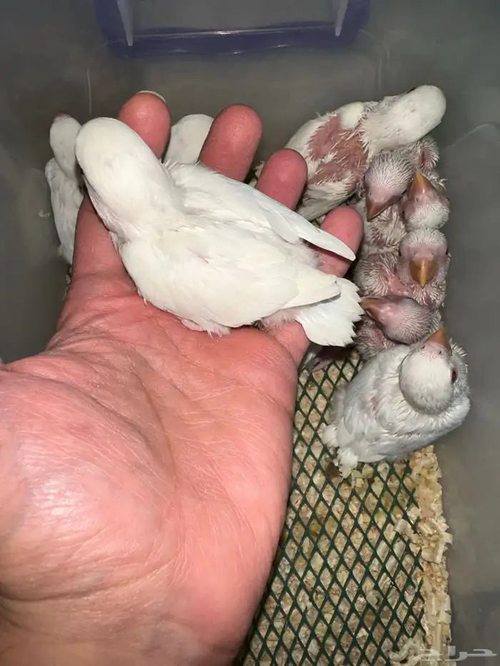 فروخ روز(البينو وبافالو) مميزه وحلوه 0