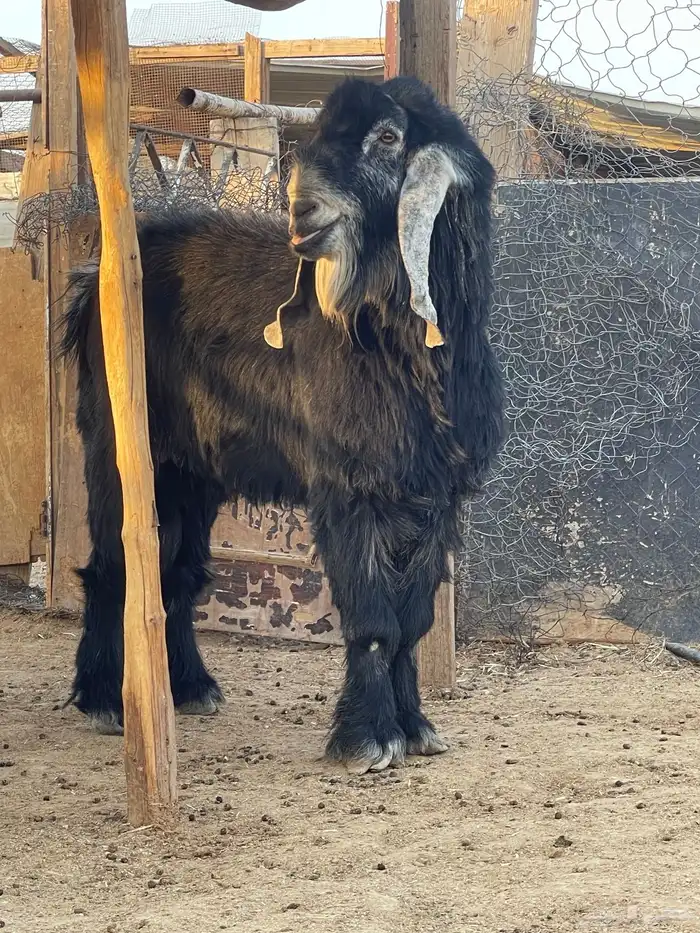 للبيع تيس عارضي 2