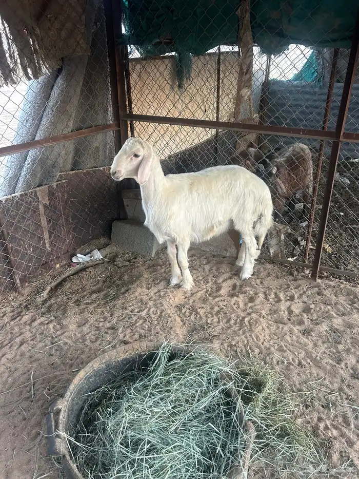 خروف اصفر مشروط 0