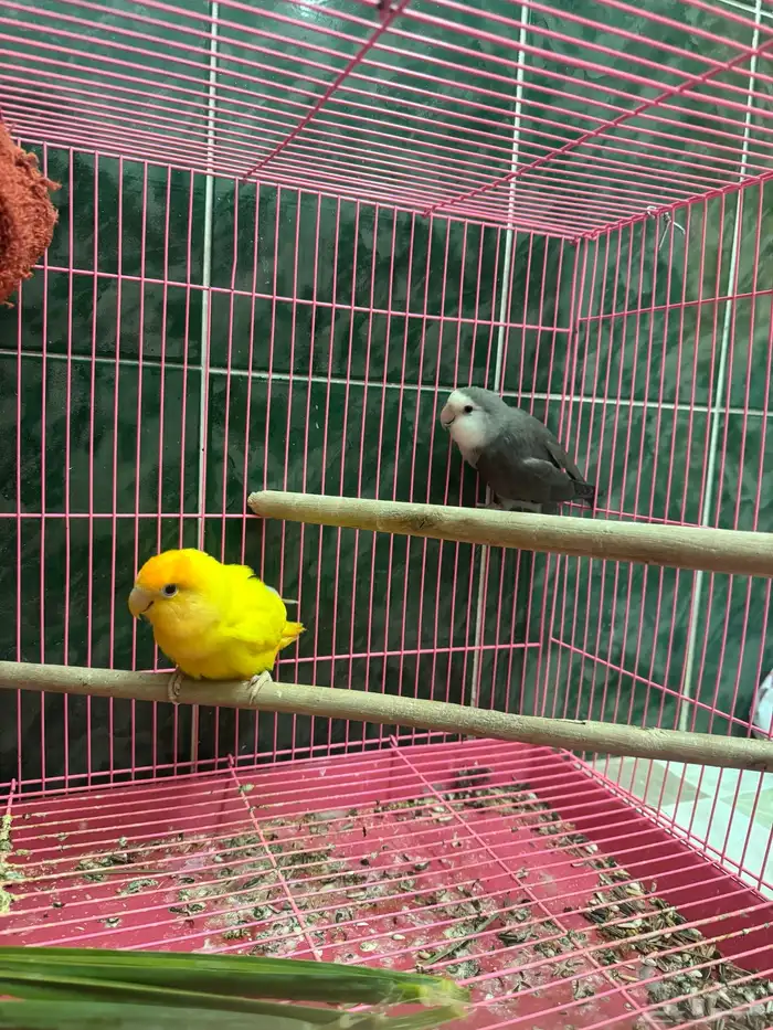 جوز روز منتج 6