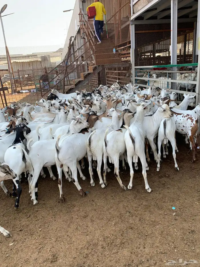 تيوس مرابي خميس مشيط 2