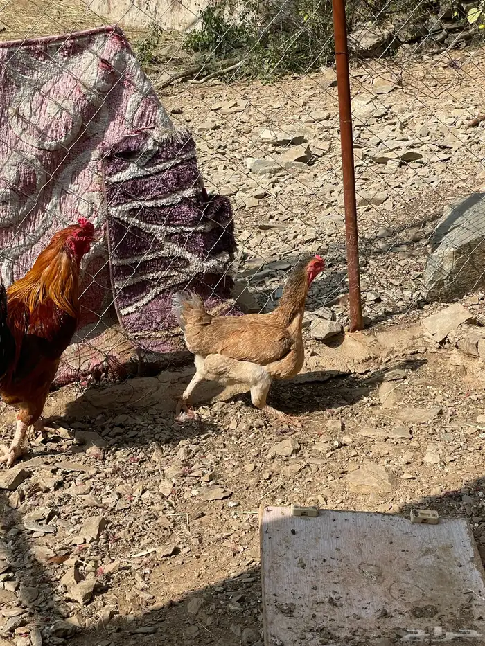 ديك ودجاجه للبيع 8