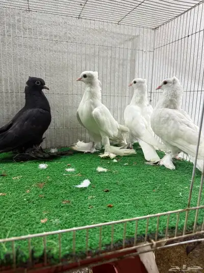 حمام زينه index