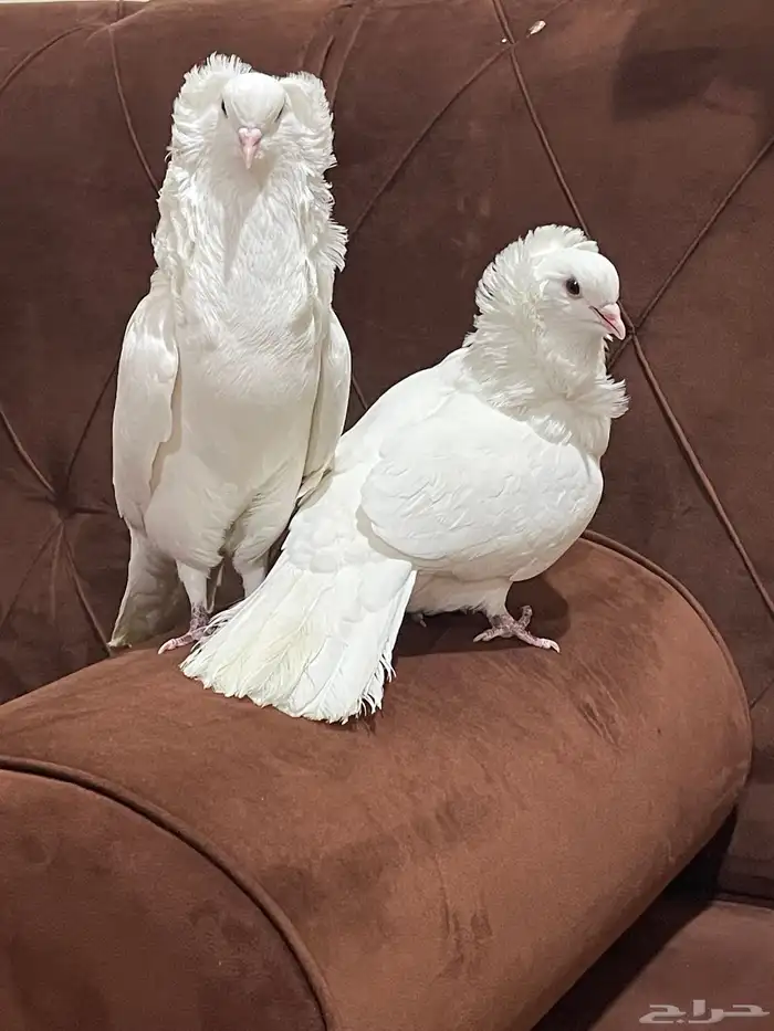 حمام بلجيكي 1