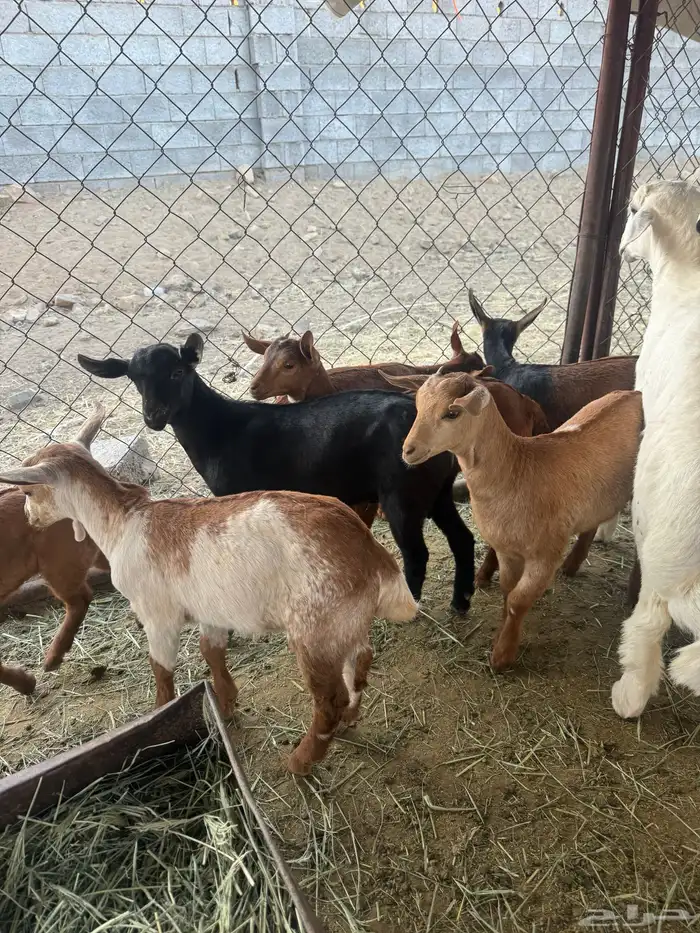 7 من العرس فل شحم للبيع 2