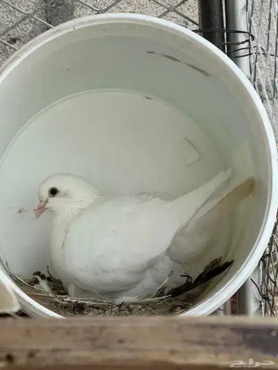 4 اجواز و فردتين مهجن بلدي على فرنسي index