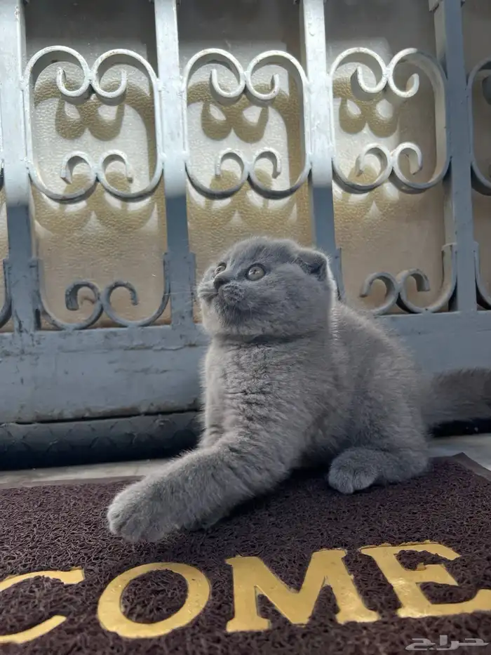 scottish fold kitten 4