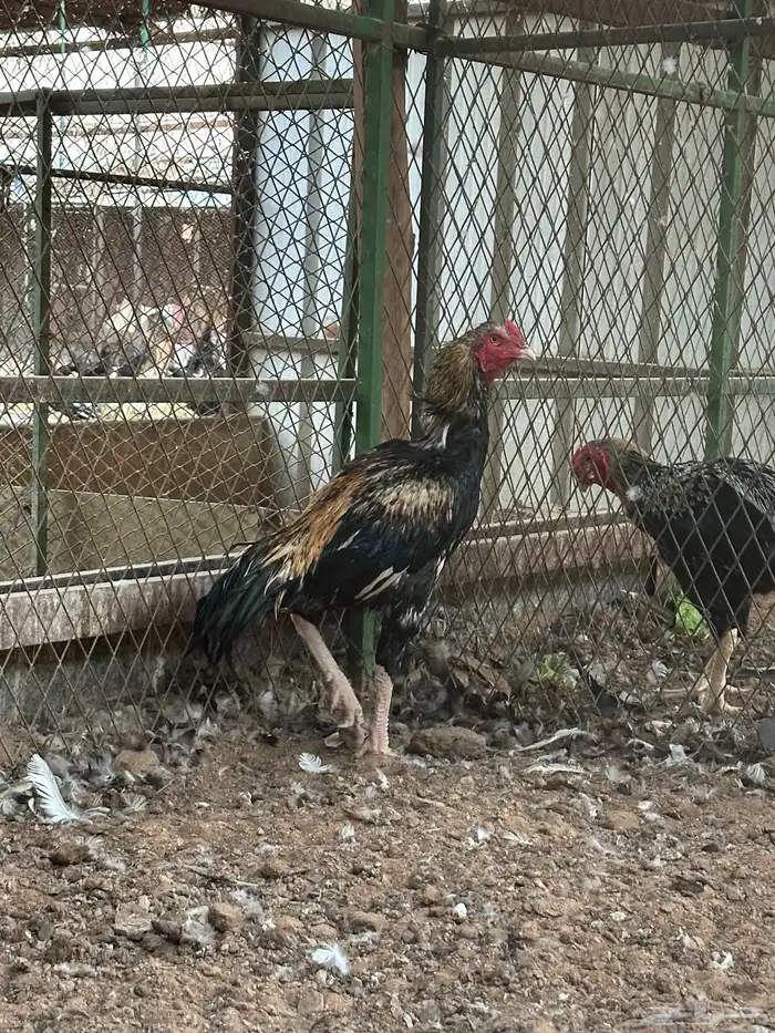 اطقم دجاج شامو - مستوى تب 8