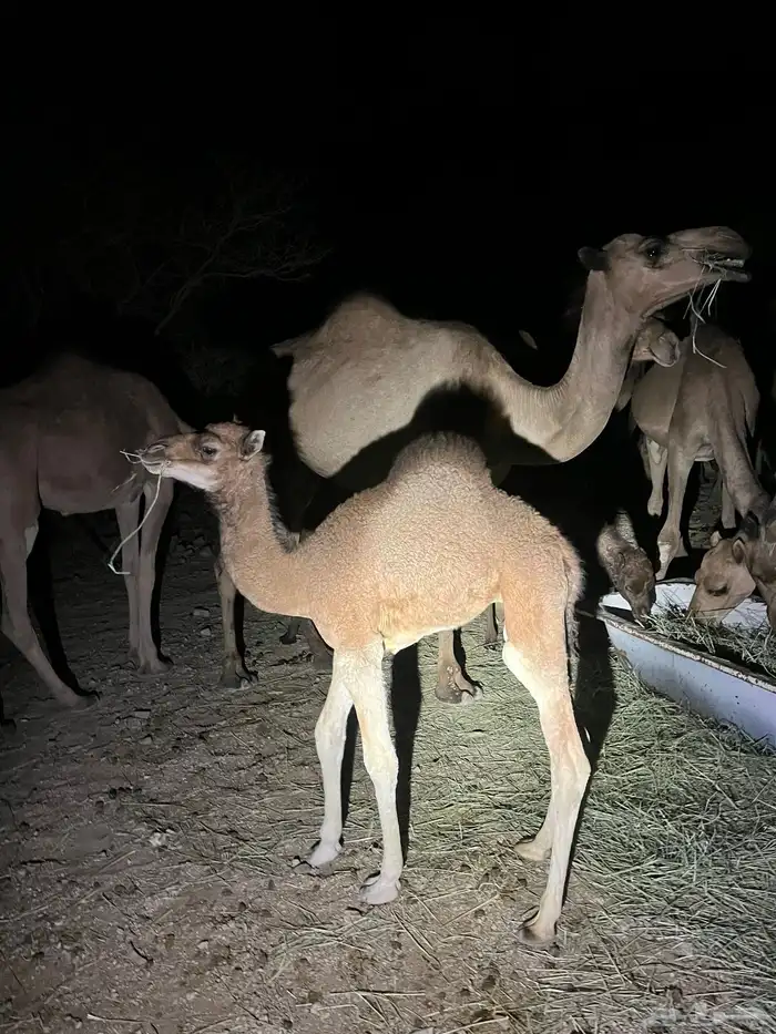 قعود نظيف وسمين 3