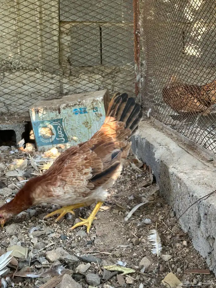 ديك ودجاجه بلدي اصيل 7