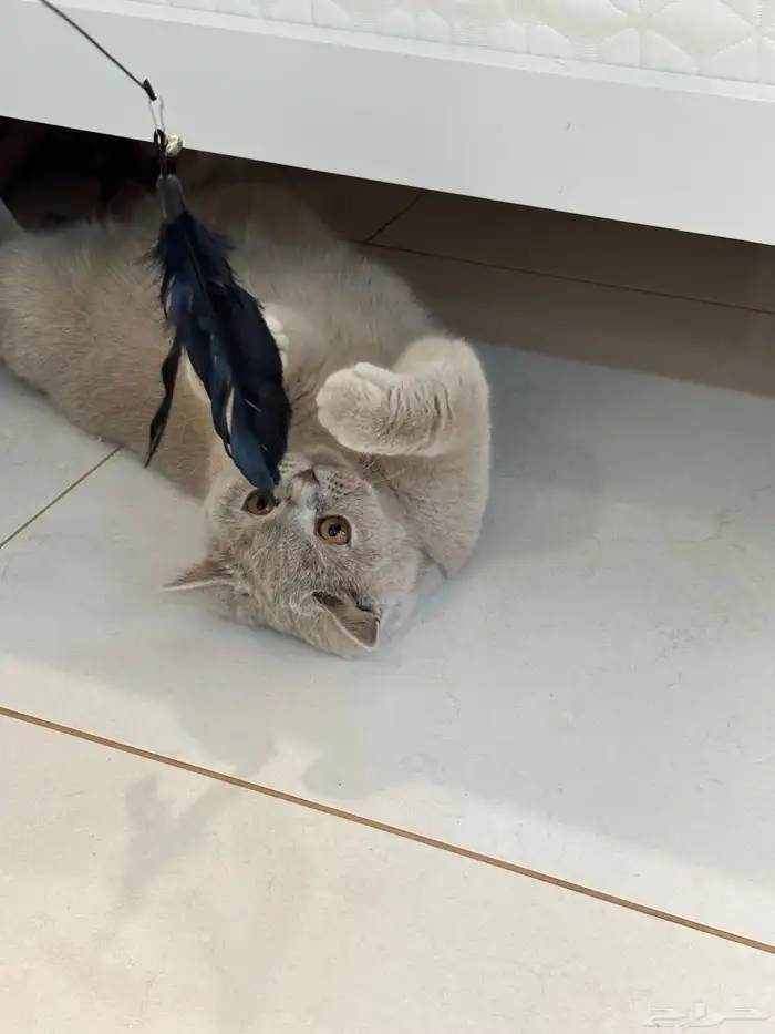 أنثى برتش 2