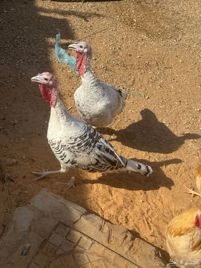 ديك رومي وثلاث دجاج 2