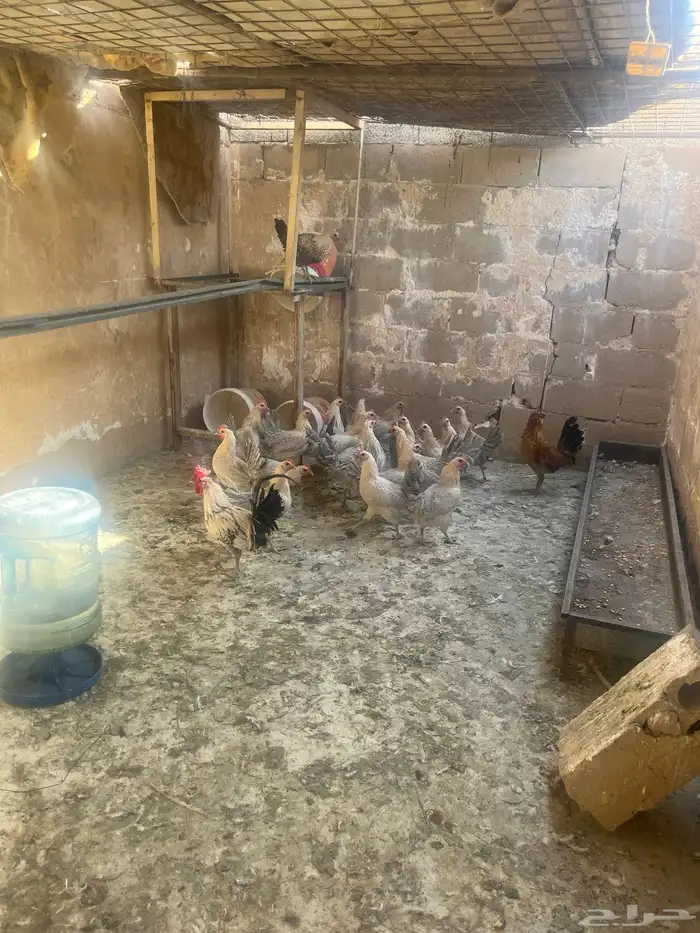 السلام عليكم اعرض لكم دجاج بياض العدد 20 فيومي اللمنيوم 1