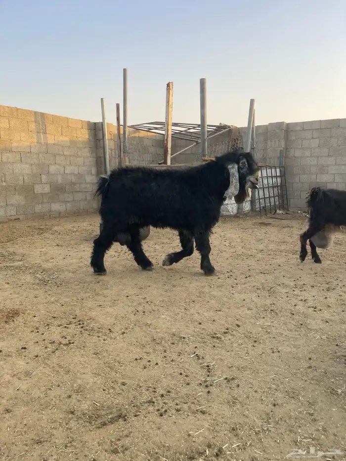 للبيع تيس عارضي 4