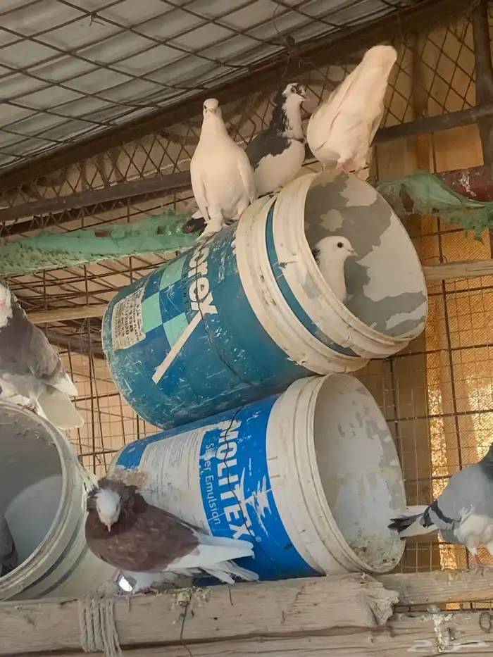 البيع حمام بلجيكي 3