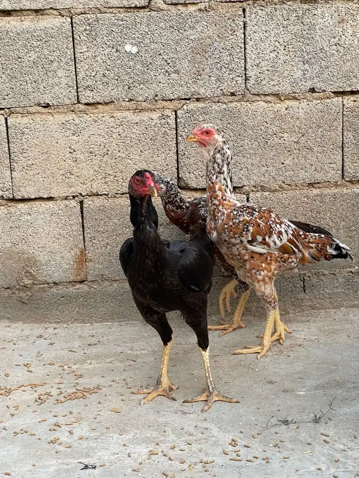 دجاج سندي للبيع 5