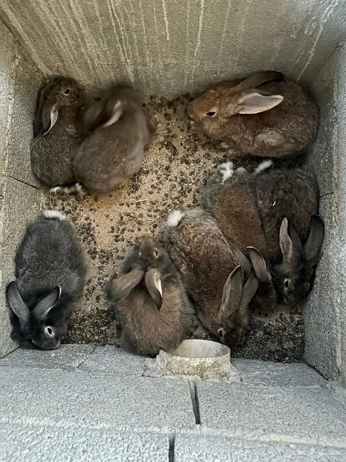 ارانب شانشيلا للبيع 0