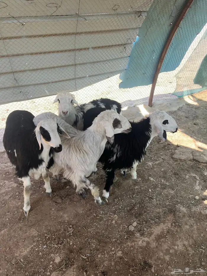 طليان 2