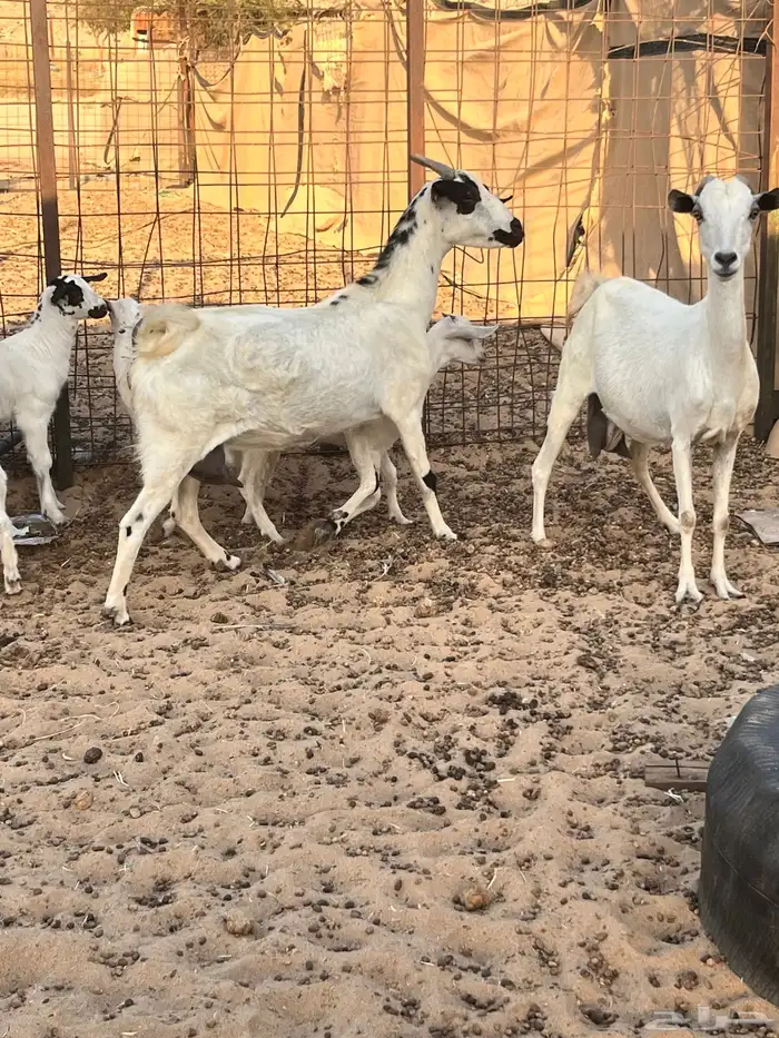 معزا بيشية مراح واحد . 11
