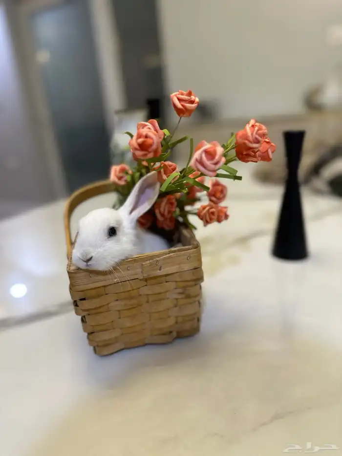 ارنب للبيع 2