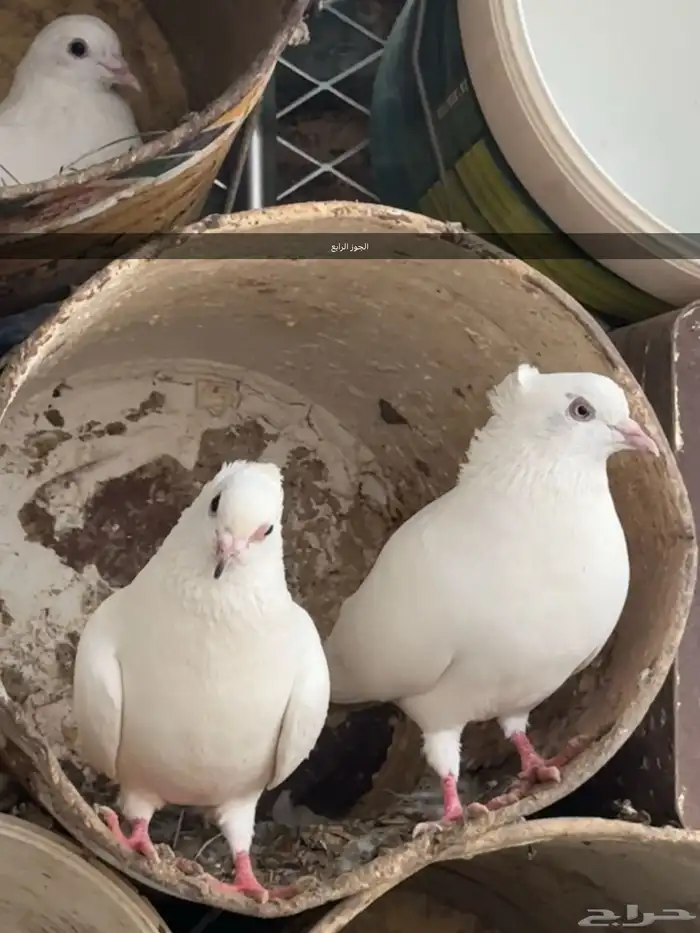 4 اجواز و فردتين مهجن بلدي على فرنسي 8